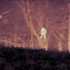 Termovize FLIR Scout Pro II